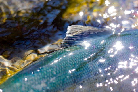 Salmon back and fin