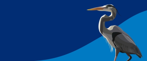 An illustration of a great blue heron with a curved neck on top of a blue background