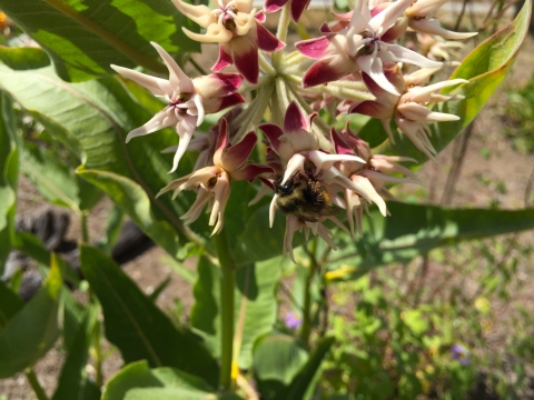Bumblebee hanging upside down on a milkweed blossom.