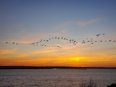 Sandhill cranes over Long Lake