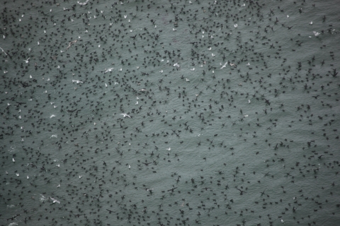 Large Raft of Seabirds North of Jagged Island, Quillayute Needles NWR