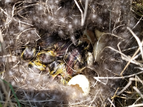 Blue-winged Teal Nest