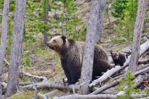 Grizzly bear with cub 