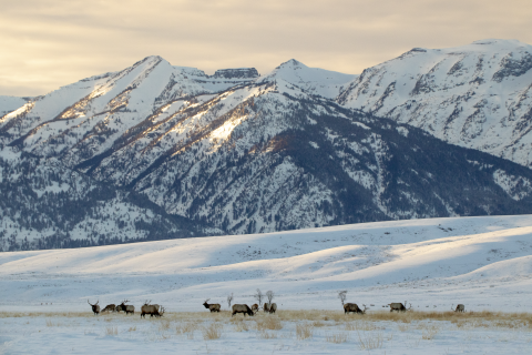 A herd of elk in a snowy field and craggy mountains in the backdrop.