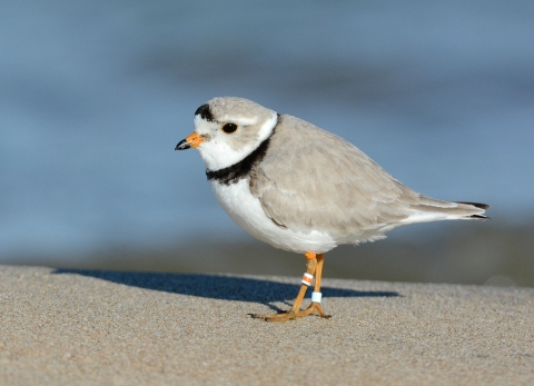 Piping plover with banded legs stands on sandy shore.