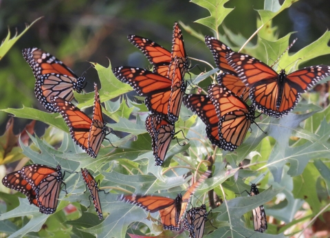 Orange and black butterflies congregate in an oak tree