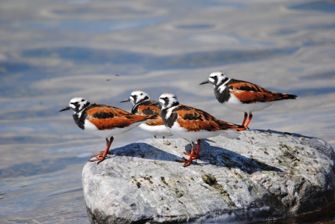 A group of 4 ruddy turnstones standing on a rock at the waters edge.
