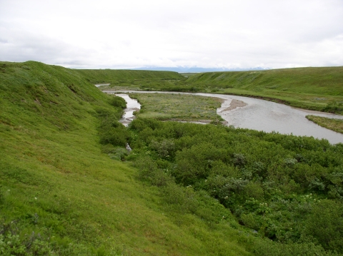 a stream cutting through coastal tundra