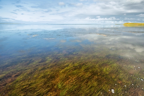 A underwater bed of eelgrass