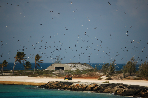 Crazy ant strike team members ride in the back of a tractor as they ride along the coast of Johnston. Seabirds surround them while a cement bunker sits in the back.