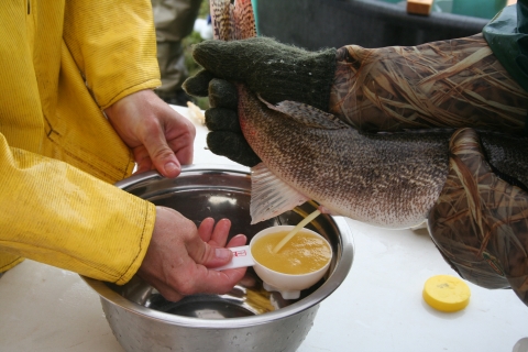 Wind River sauger spawning