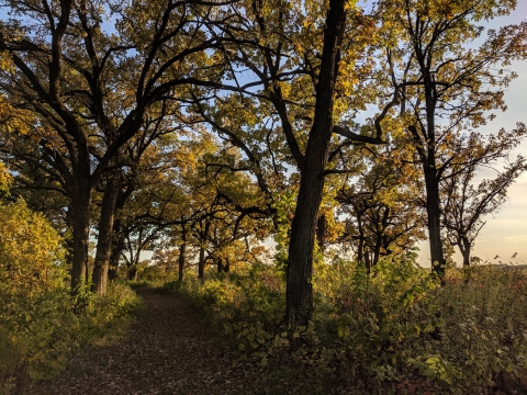 Oak savanna with footpath in fall light.