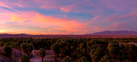 A bright sunset of orange, pink, and purple over countless plam trees