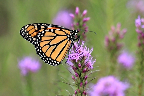 A monarch butterfly on blazing star
