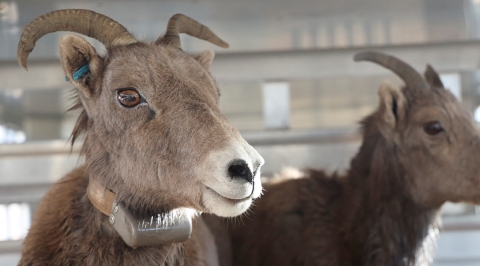 Bighorn Sheep