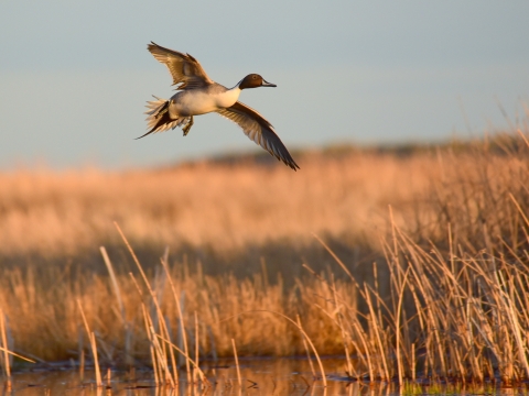 Northern Pintail in flight over wetland