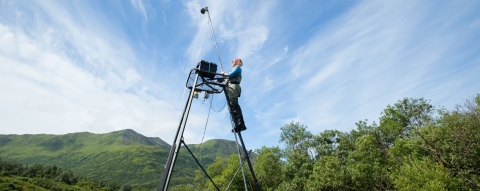 A person stands near the top of a tall ladder in a remote area surrounded by trees and greenery.