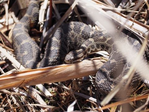 Eastern massasauga rattlesnake 
