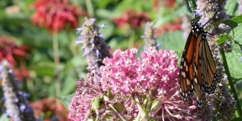 An orange and black butterfly perches on a flowering plant