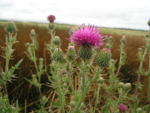 A tall flower with a pale lavender-rose head