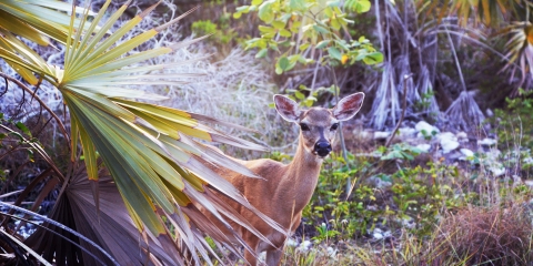 A Key deer looks around vegetation on Big Pine Key Florida.