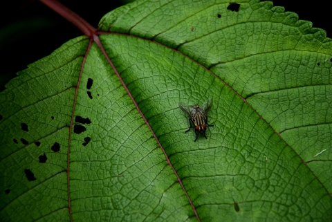 A fly with yellow and black stripes down it's back and bright red eyes on a bright green leaf