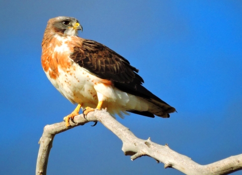 A rust and white breasted hawk with dark brown wings perched high on a branch