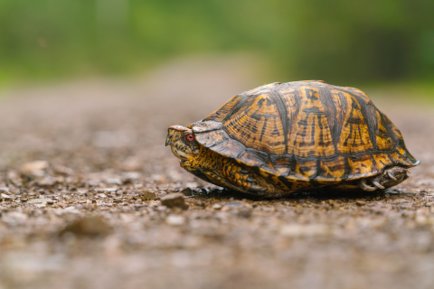 a turtle with its legs tucked inside crossing a trail