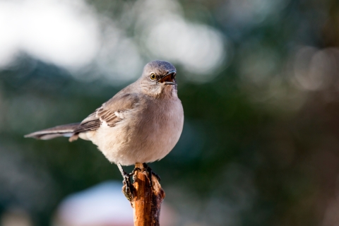 A light-grey breasted bird with brown and grey back calling from a post
