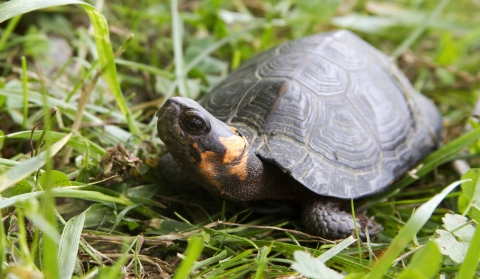 An adult bog turtle stands in green grass and looks up, showing the orange marking on its neck.