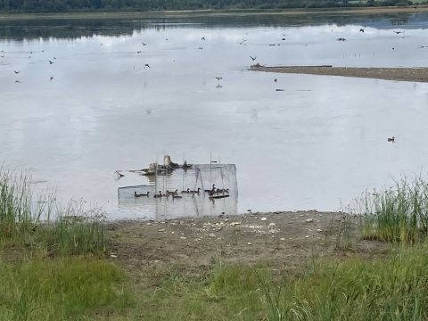 ducks swim in a swim-in trap in a lake