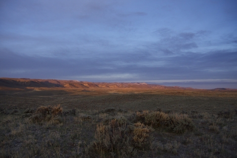 evening view of sagebrush growing in the forefront with mountains in the background