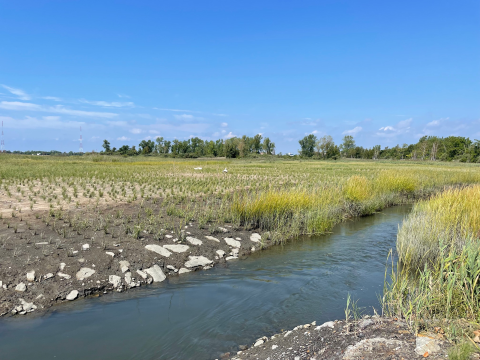 a stream flows through a vast marsh with newly planted grasses
