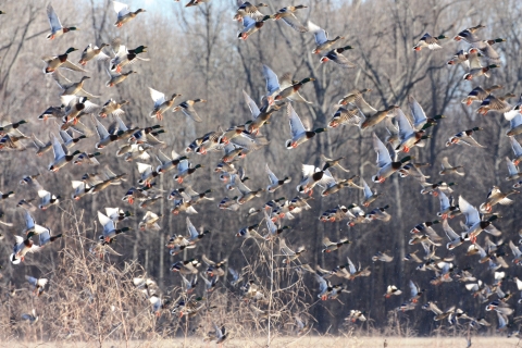 Mallards