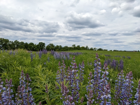 Field of wild lupine