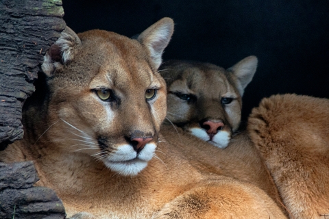 Two cougars (Puma concolor) rest next to tree bark, with one cougar resting its head on the other one's back