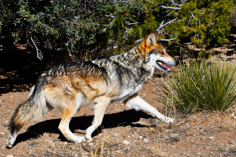 Adult male Mexican wolf running
