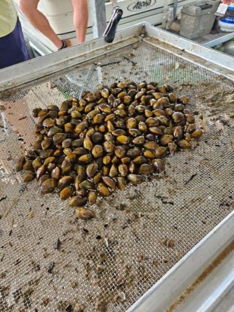 snuffbox mussels held over last year for stocking