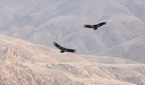 two black birds fly above brown mountain range