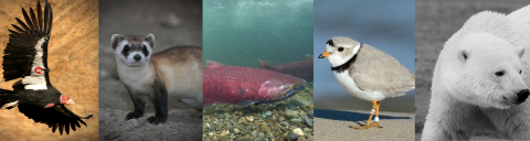 a series of five images of endangered/threatened species. From left, they are the California condor, black-footed ferret, atlantic salmon, piping plover, and polar bear.