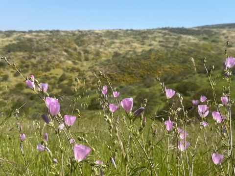 green field with purple flowers and field in background