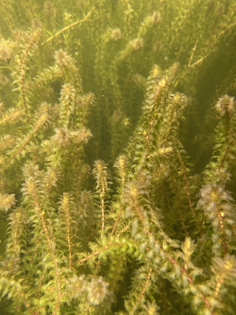 Elodea