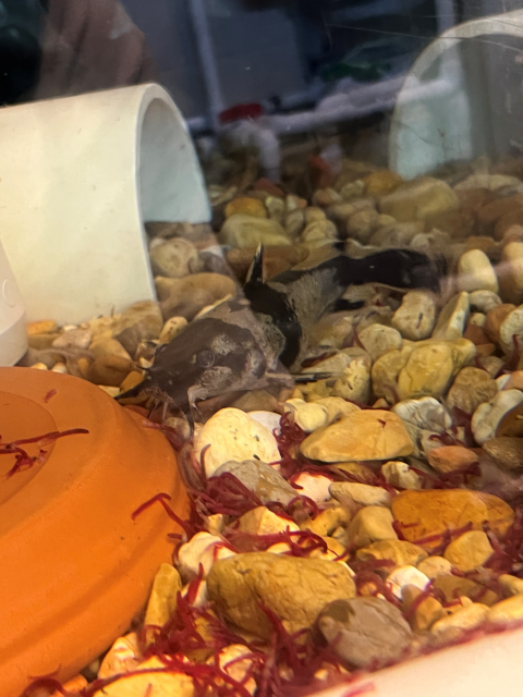 Piebald madtom eating bloodworms in a tank at Private John Allen National Fish Hatchery. 