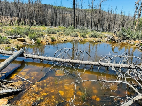 a pond is surrounded by new shrubs and burned trees