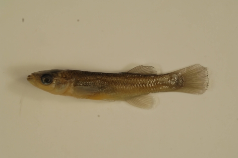 a photo of a small fish