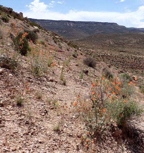 Shrubby looking plants with bright orange flowers grow on a dry hillside.