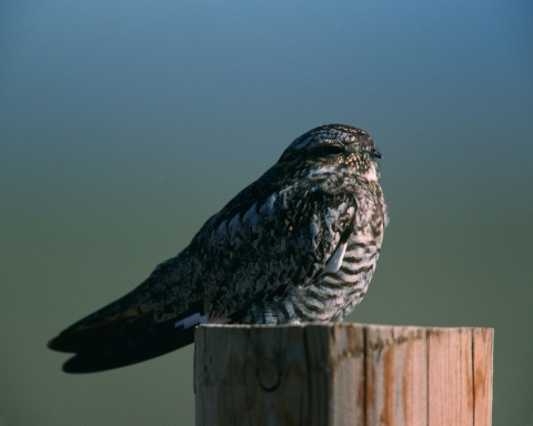 A common nighthawk rests on a fence post.