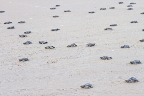Hatchling release at Laguna Atascosa along with Sea Turtle Rescue partnership