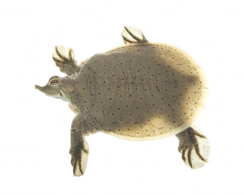 A smooth softshell turtle