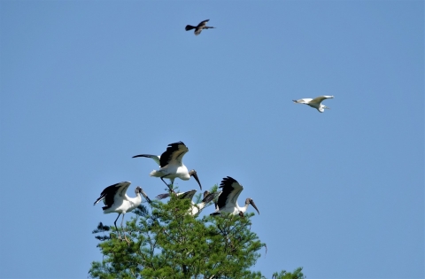 Wood storks lift off from a tree.
